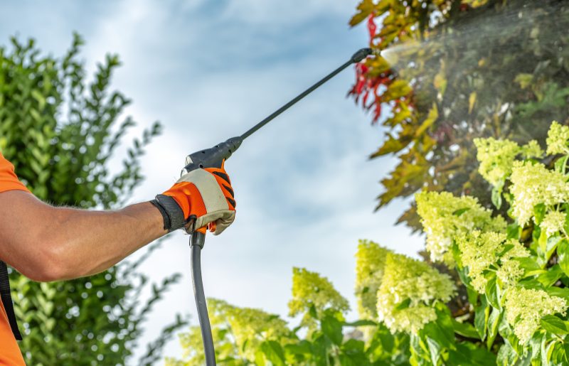 Professional Garden Worker Insecticide Backyard Trees Using Sprayer Close Up